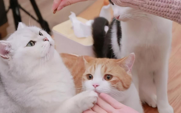 训练猫咪时的注意事项，猫咪训练方法？