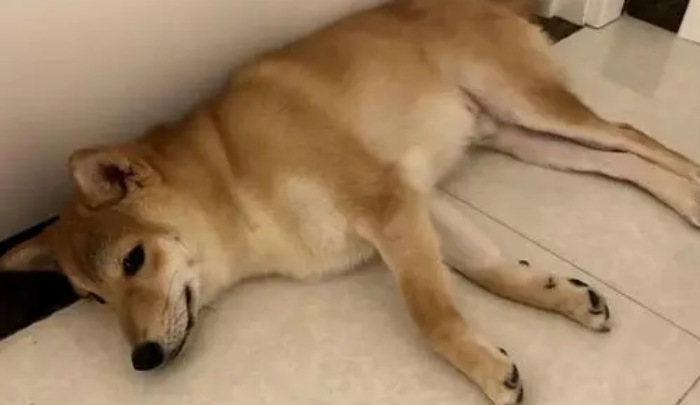 6个月柴犬拉肚子好几天,还是要重视! 6个月柴犬拉肚子好几天,还是要重视!