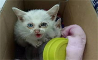 怎样让猫融入你的生活,让你的生活被猫霸占!