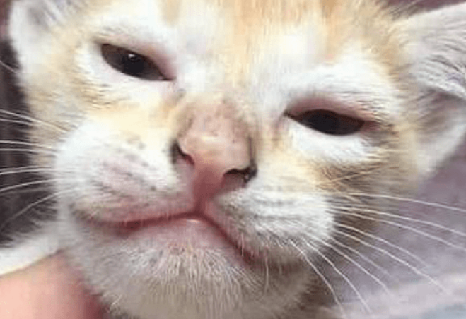 猫被蜜蜂蛰了会自愈吗？快来看！