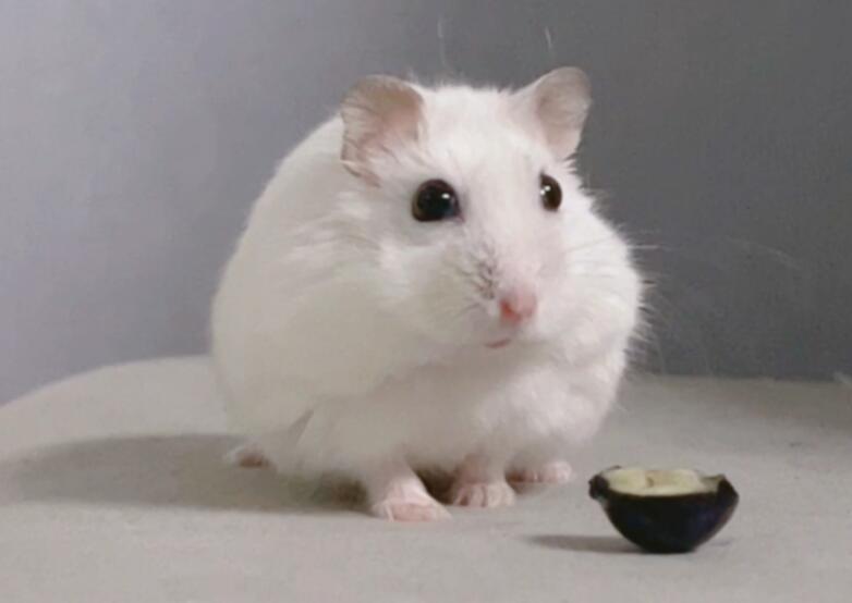 仓鼠可以吃蓝莓吗可以多吃吗