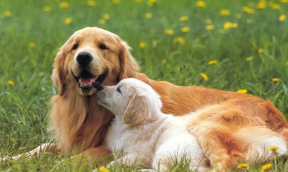 饲养金毛犬时，记牢这“五不必”，对它有挺大协助！