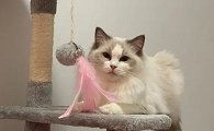 猫咪喜欢对空气蹦迪是为什么