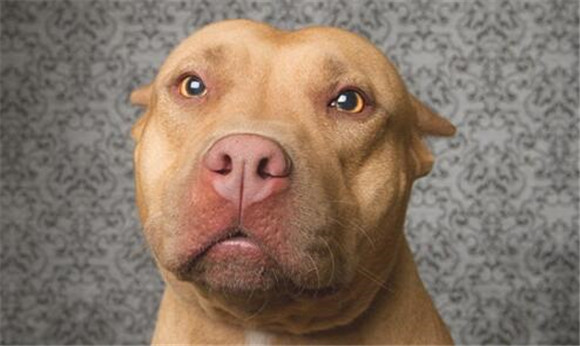 比特犬非常容易钙的缺失,比特犬缺钙怎么补更快 比特犬非常容易钙的缺失,比特犬缺钙怎么补更快