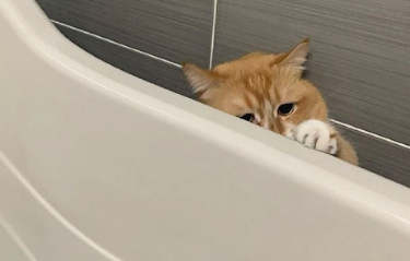 猫咪感受到一股热气后,满脸恐惧地看向主人,看了不免松口气 猫咪感受到一股热气后,满脸恐惧地看向主人,看了不免松口气