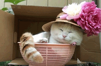 炎热夏日，应该怎么给宠物们做好防晒？
