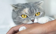 猫咬人会有什么后果