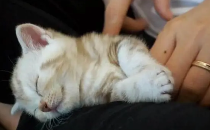 挠猫咪前胸是什么原因