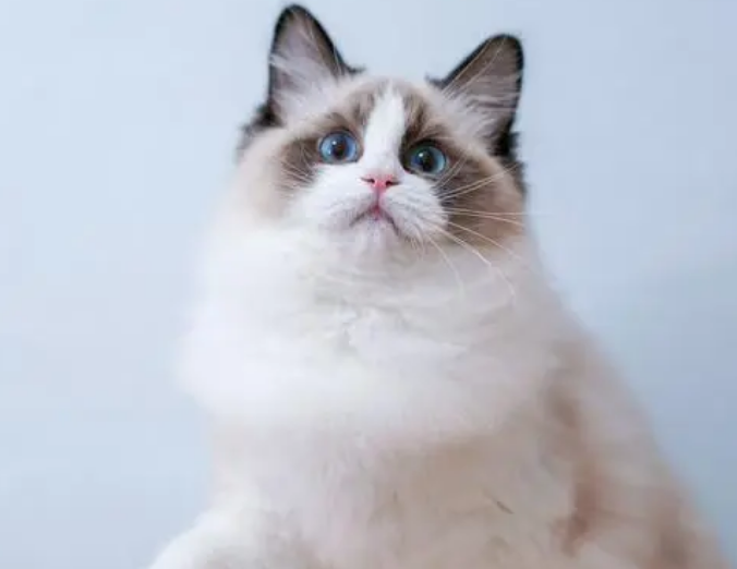 布偶猫适合小学生养吗 布偶猫适合小学生养吗