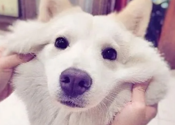 狗狗为什么挠脸