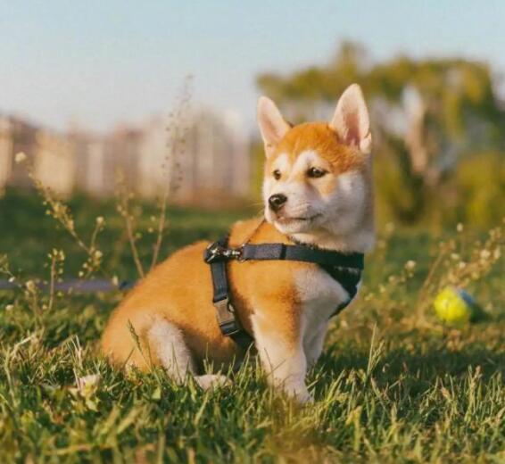 养柴犬的5个益处,我不心动吗? 养柴犬的5个益处,我不心动吗?