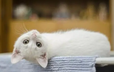 10斤的猫9斤的反骨