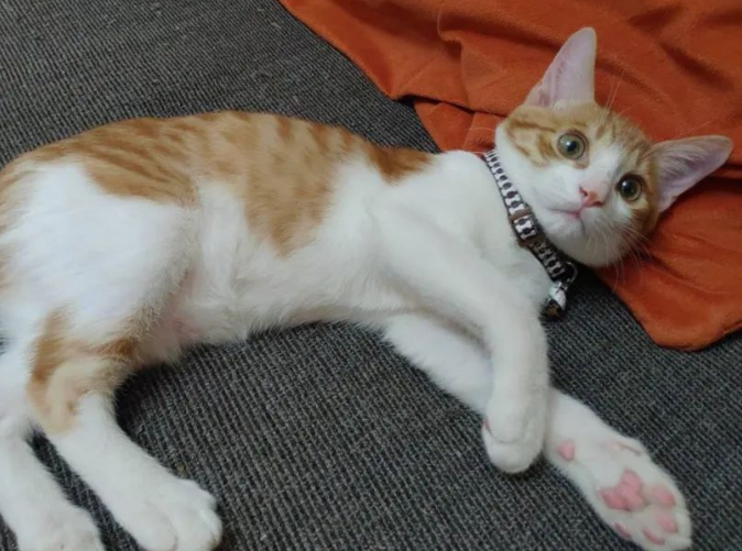 处于成长期的小猫咪体重不增加，应该怀疑这3方面