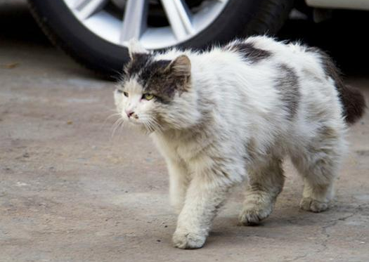 哪些方法可以赶走流浪猫呢