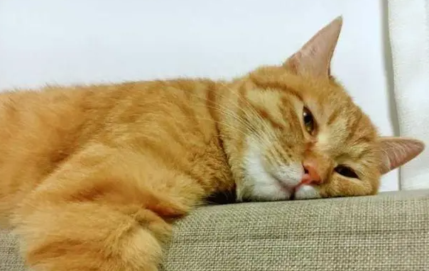 猫咪食欲不振、腹痛时该怎么办呢? 猫咪食欲不振、腹痛时该怎么办呢?
