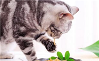 适宜猫咪外用的中药有哪些？