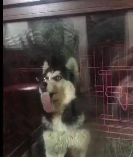 二哈狂舔玻璃停不下来,主人要被它蠢哭了 二哈狂舔玻璃停不下来,主人要被它蠢哭了