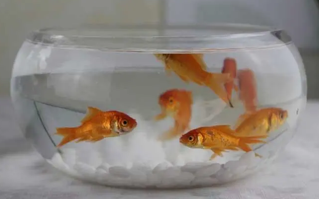 适合小金鱼的鱼缸 适合小金鱼的鱼缸