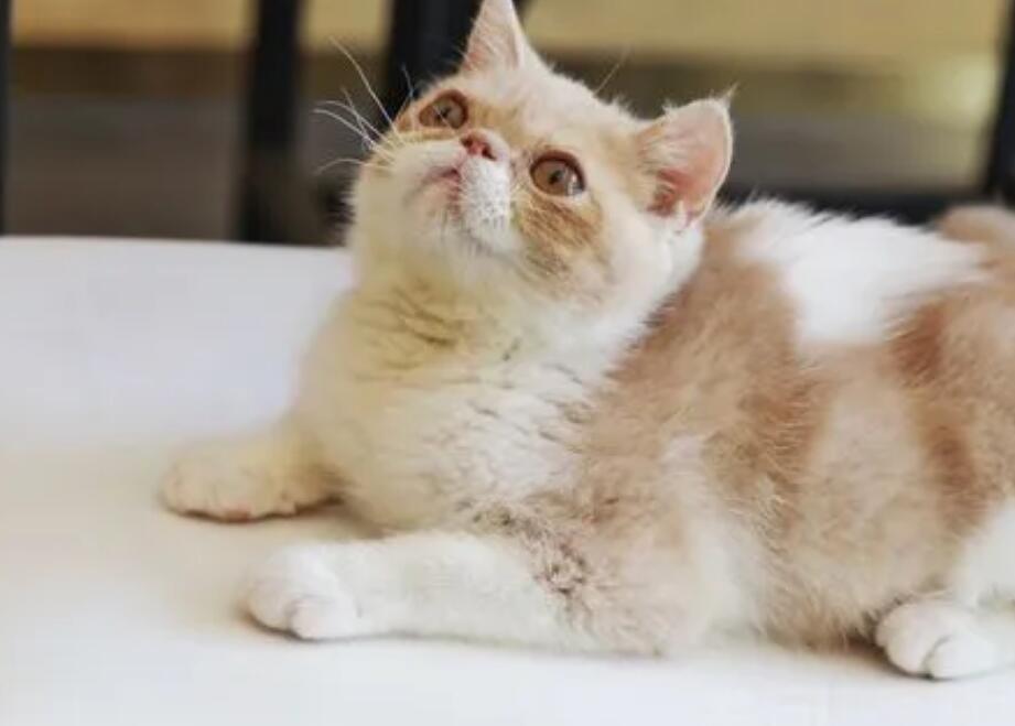 宠物寄养一般怎么收费猫