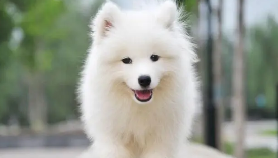 迟疑该怎样挑选公狗还是母犬,你了解它们的差别在哪儿吗? 迟疑该怎样挑选公狗还是母犬,你了解它们的差别在哪儿吗?