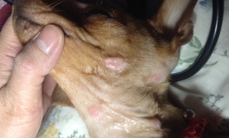 小鹿犬螨虫疙瘩图片