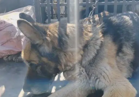 揪心，看了一辈子的老牧羊犬和怀孕的羊险些进了屠宰场