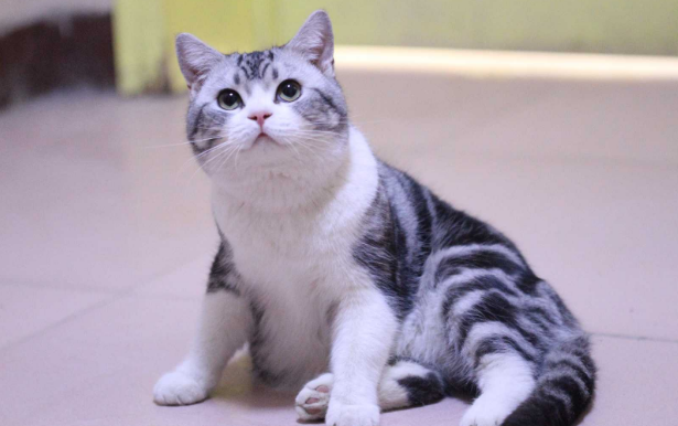 美短猫好养活吗