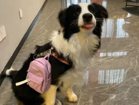 为什么小狗狗不用上学了呢 为什么小狗狗不用上学了呢