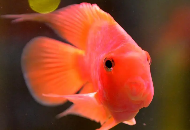 鹦鹉鱼死前征兆