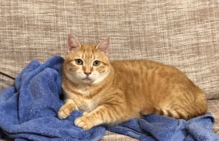 如何驯服顽皮猫咪？聪明的铲屎官会这么做！