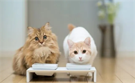 猫咳嗽那种喘是怎么回事？本文教你
