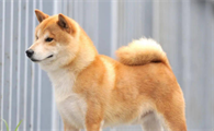 柴犬性格不稳定？可能是这2点缘故！
