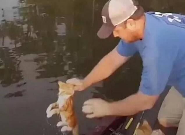 渔夫河中意外捞出一只橘猫，几分钟后又捞出一只，还都是活的！ 