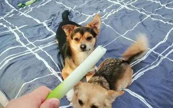 狗能吃葱吗为什么