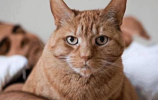 猫咪为什么不拴着养它