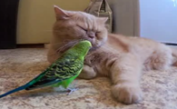 鹦鹉能不能和猫咪一起养