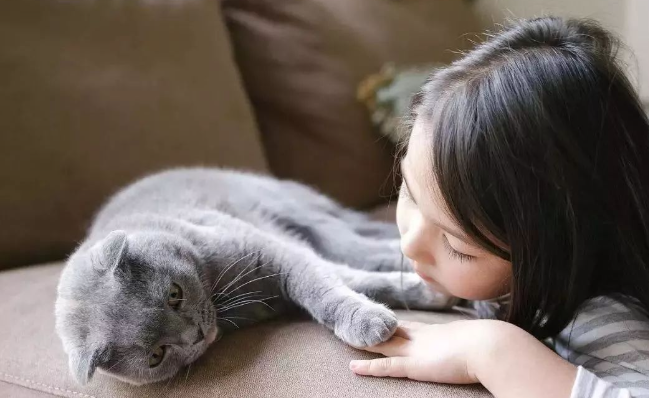 猫咪的饮食规律,一般是什么样的? 猫咪的饮食规律,一般是什么样的?
