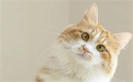 猫瘟是怎么引起的？知根知底才能更好的预防！(猫瘟产生的原因)