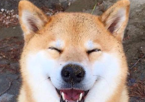秋田犬的补钙食谱，哪样是狗的补钙的食物？