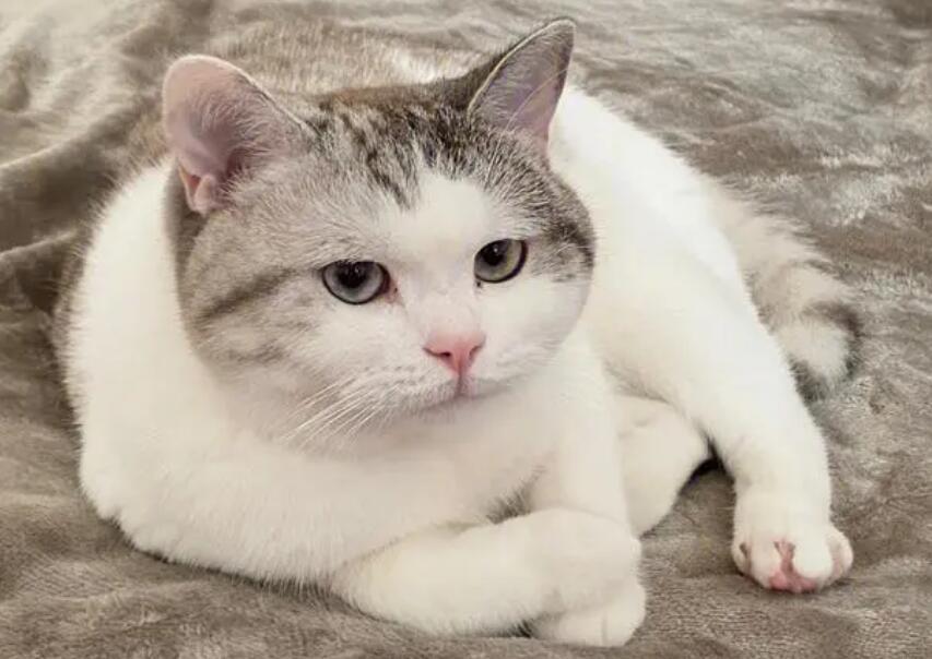 一直养在家里的猫会得狂犬病吗