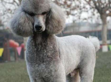 巨贵犬长多少刚开始发毛量,怎能让巨贵毛量足呢? 巨贵犬长多少刚开始发毛量,怎能让巨贵毛量足呢?