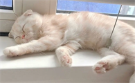 科普:猫咪鼻子黑黑的是什么呢?