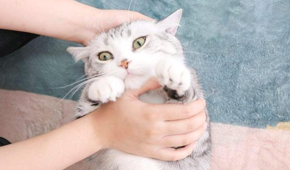 猫咪焦虑抑郁症的管理与保健,新手撸猫必看! 猫咪焦虑抑郁症的管理与保健,新手撸猫必看!