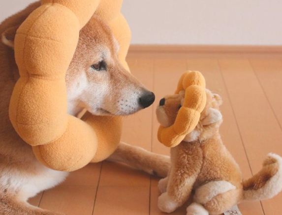 狗狗普遍肺部感染:犬大叶性肺炎医治及防止 狗狗普遍肺部感染:犬大叶性肺炎医治及防止