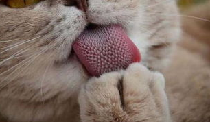 猫咪倒刺的特征和作用。