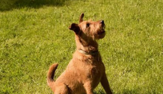 爱尔兰梗的喂食方法？如何给爱尔兰梗喂食