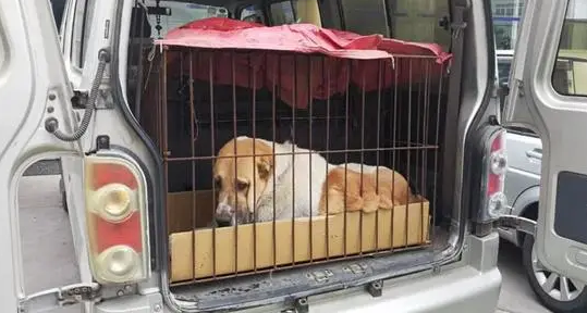 大巴车托运宠物流程