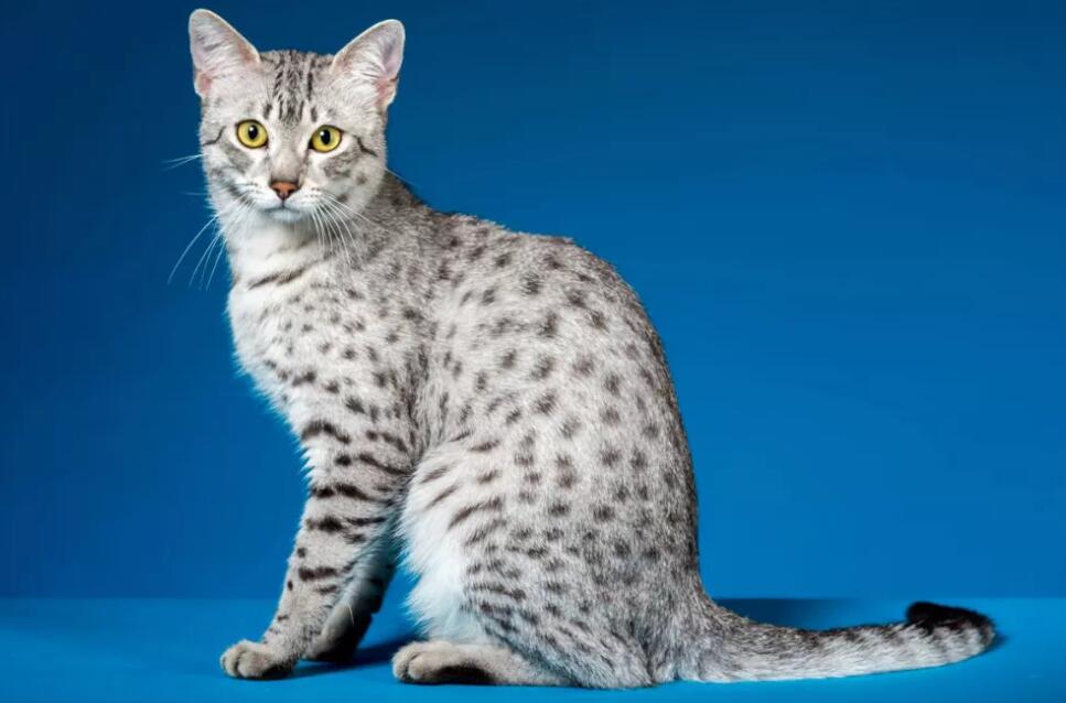 原版埃及猫全身 原版埃及猫全身