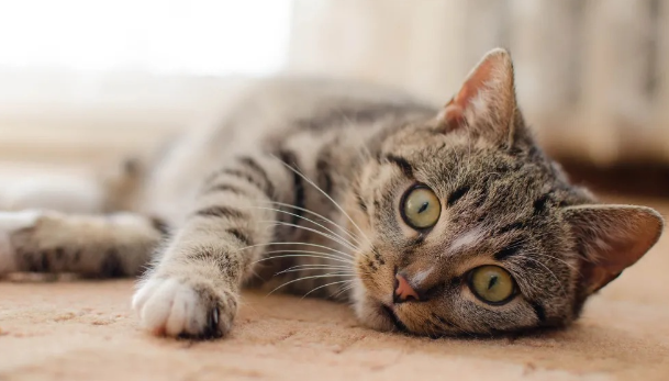 猫咪应激反应怎么缓解的好? 猫咪应激反应怎么缓解的好?