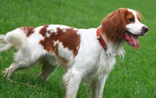 史宾格犬价格多少钱一只